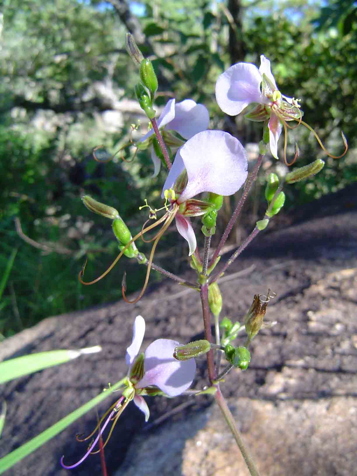 Aneilema hockii Aneilema hockii