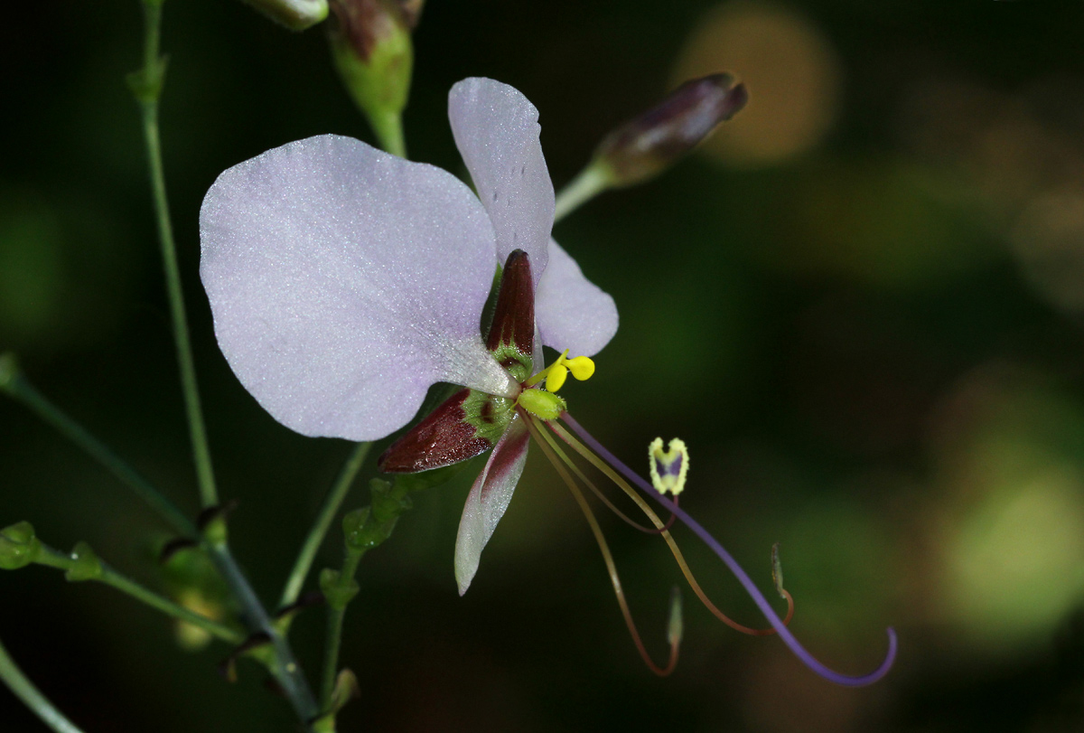 Aneilema hockii Aneilema hockii