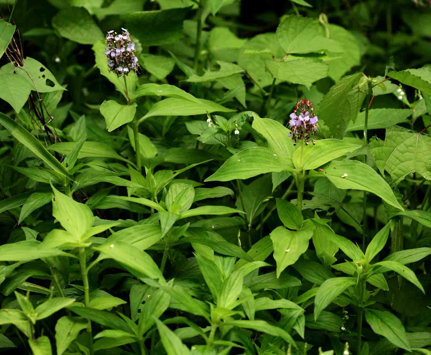 Aneilema nicholsonii Aneilema nicholsonii