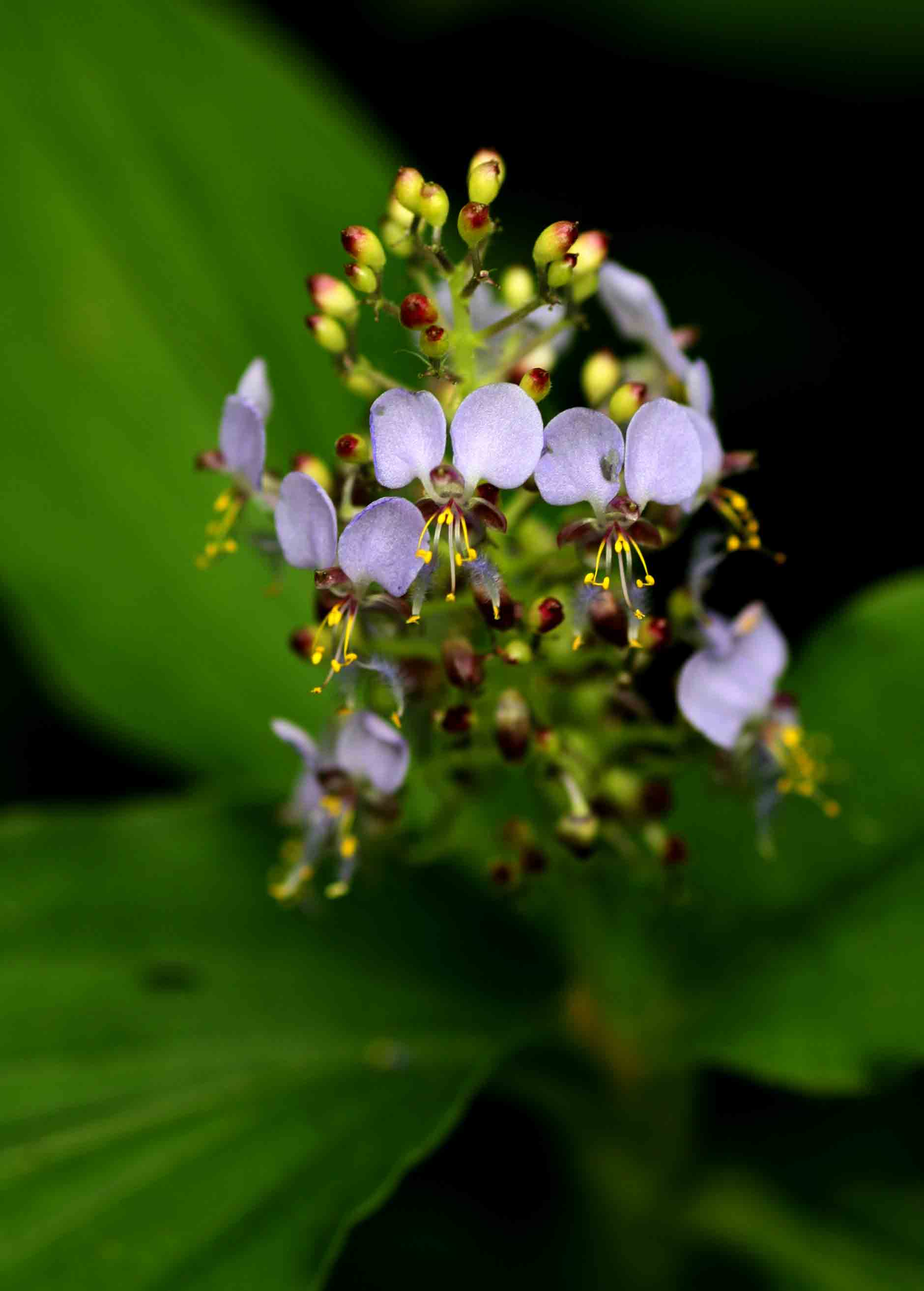 Aneilema nicholsonii