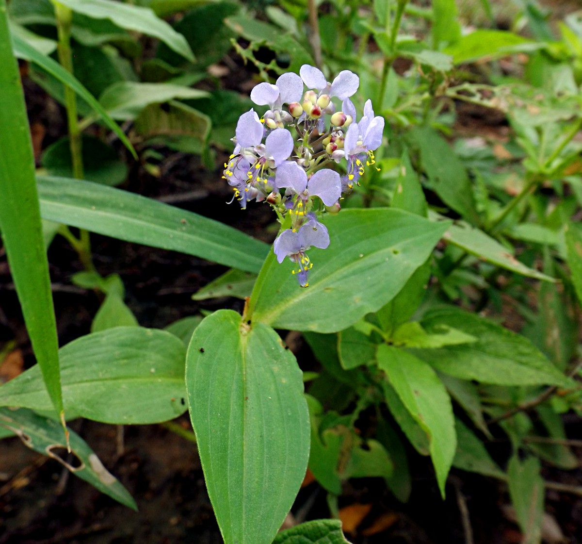 Aneilema nicholsonii