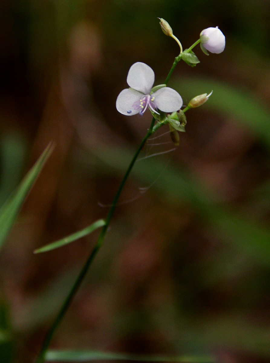 Murdannia simplex