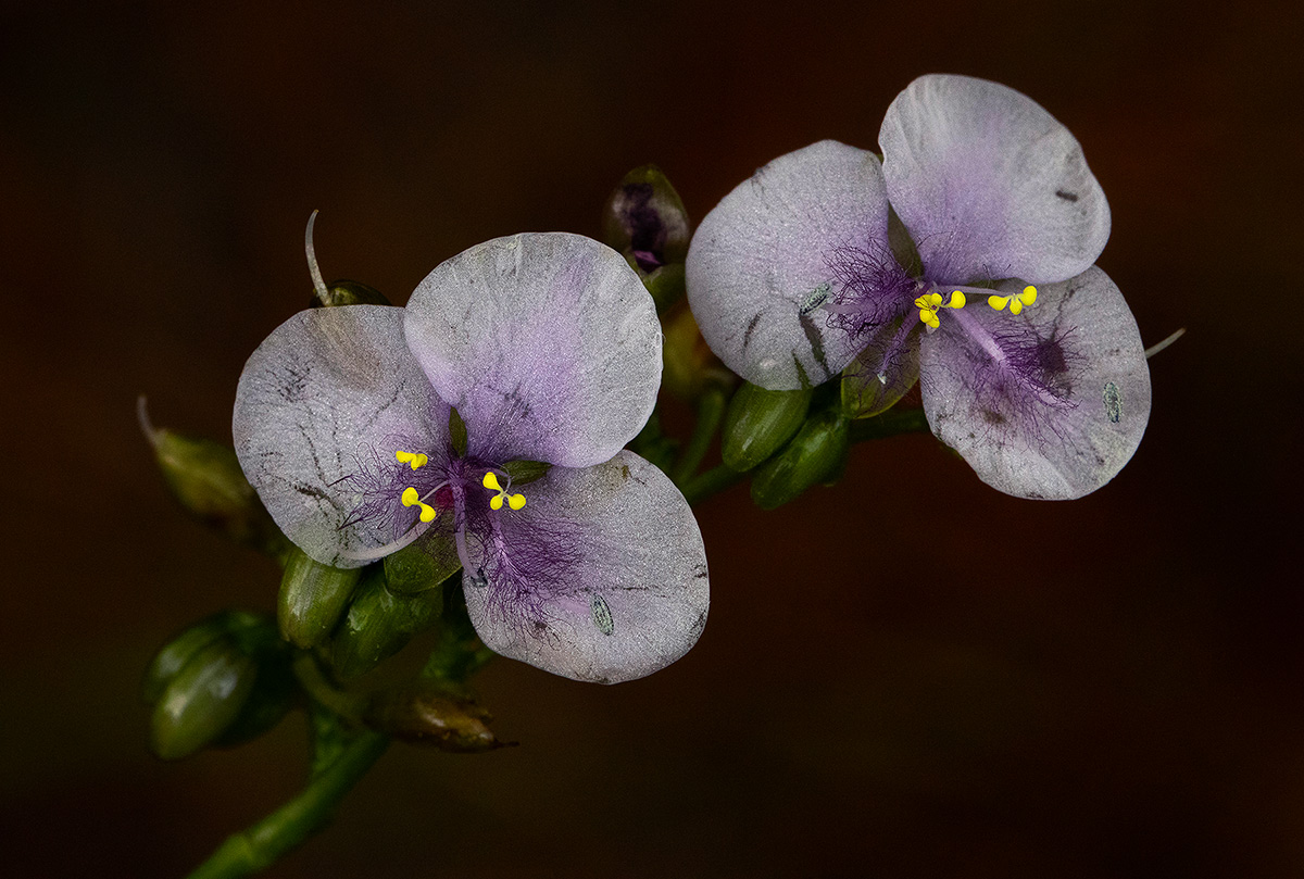Murdannia simplex Murdannia simplex