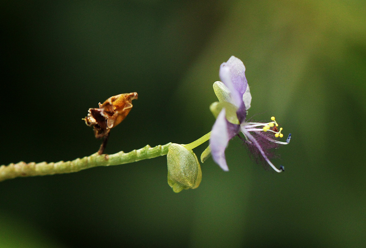 Murdannia simplex