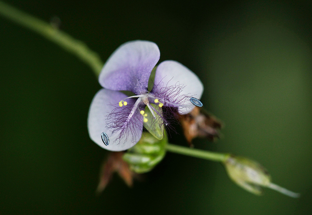 Murdannia simplex