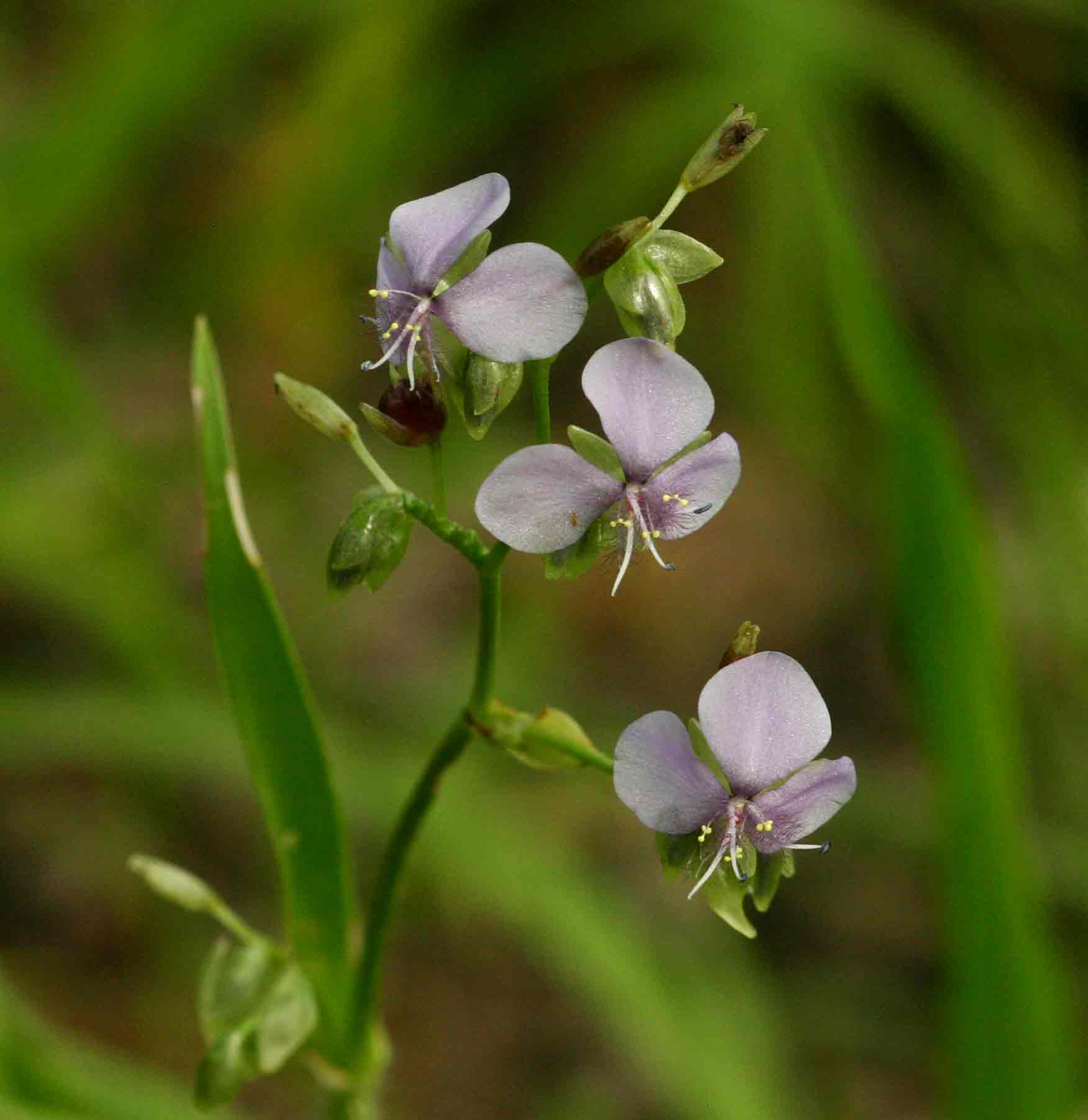 Murdannia simplex