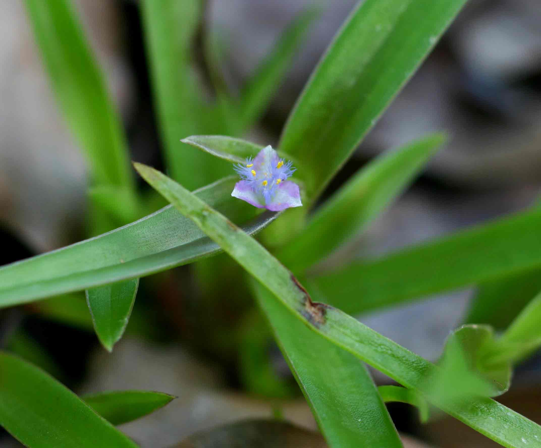 Cyanotis lanata Cyanotis lanata