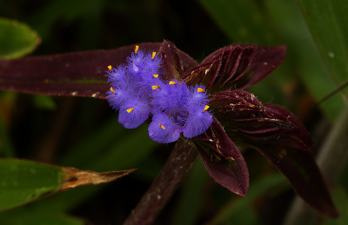 Cyanotis longifolia Cyanotis longifolia
