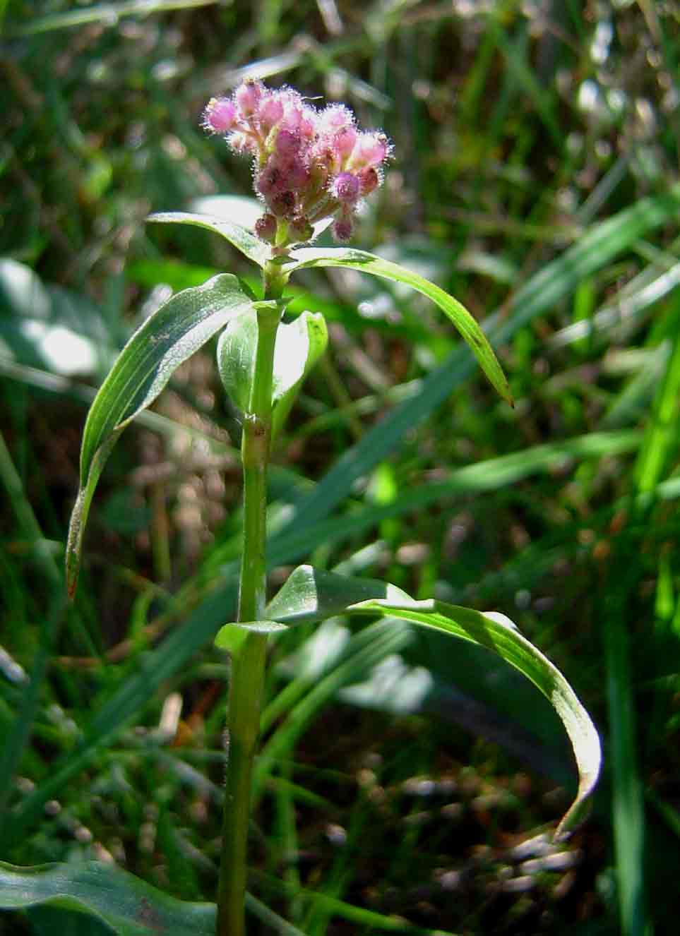 Floscopa glomerata subsp. glomerata