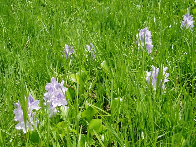 Pontederia crassipes Pontederia crassipes