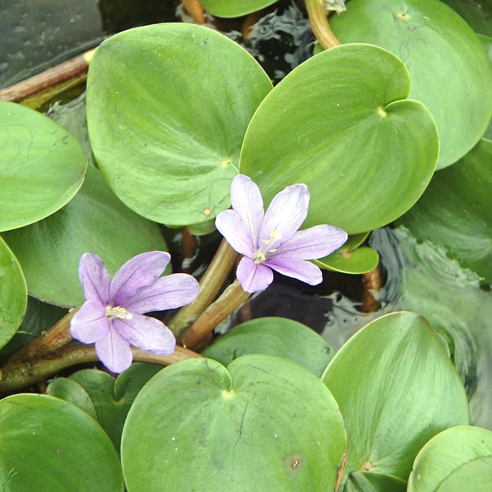 Pontederia natans
