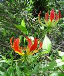 Gloriosa superba