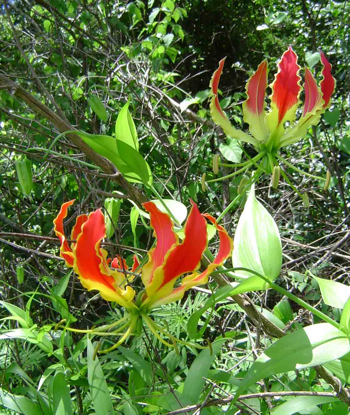 Gloriosa superba