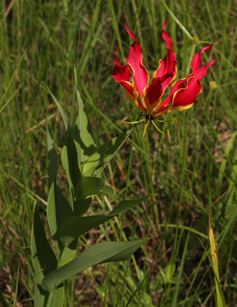 Gloriosa superba