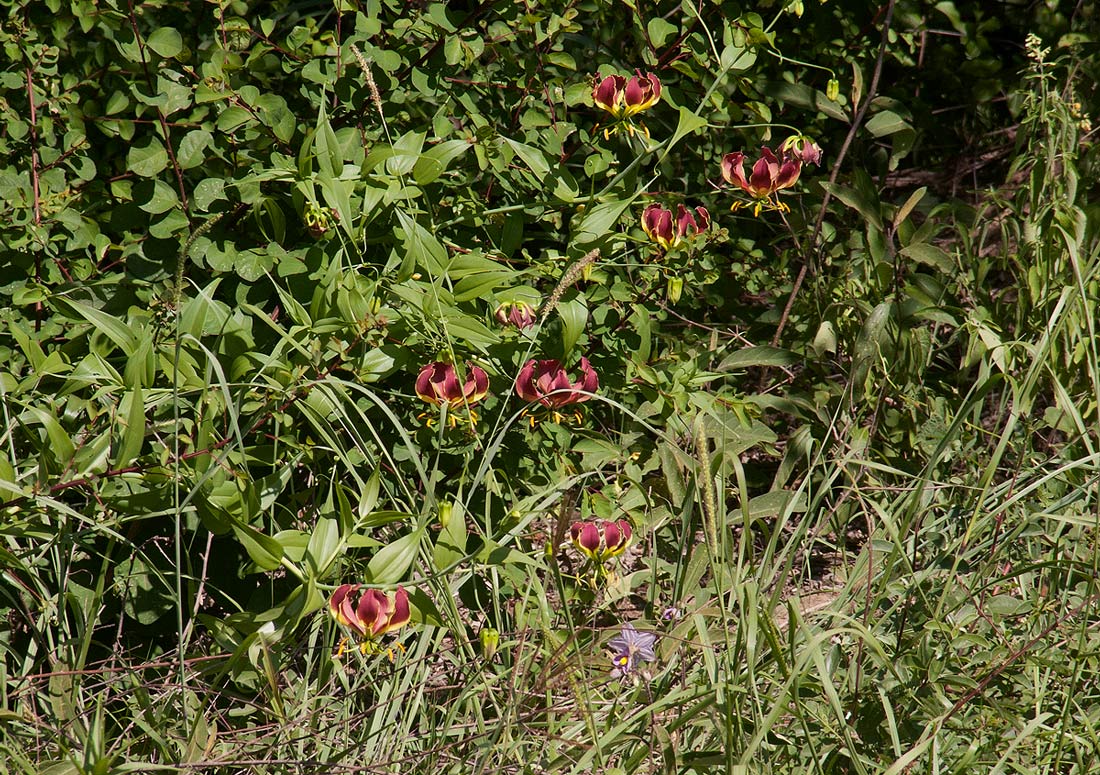 Gloriosa superba