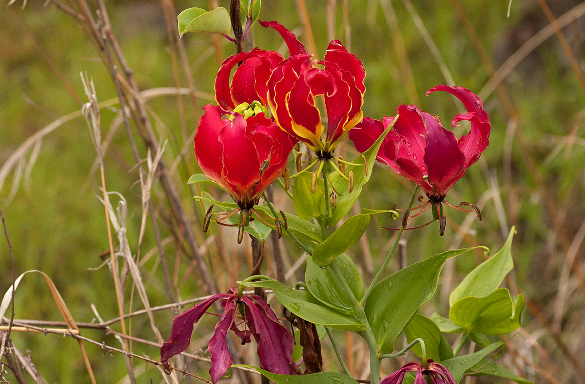 Gloriosa superba
