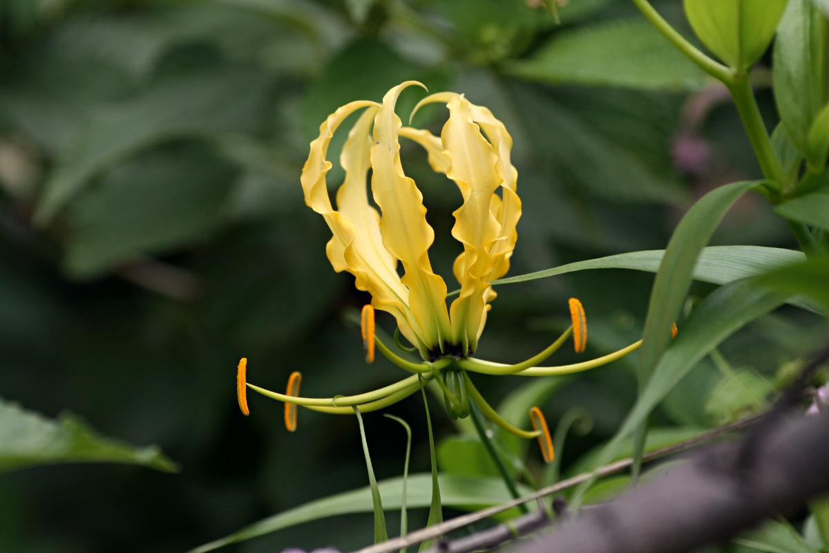Gloriosa superba