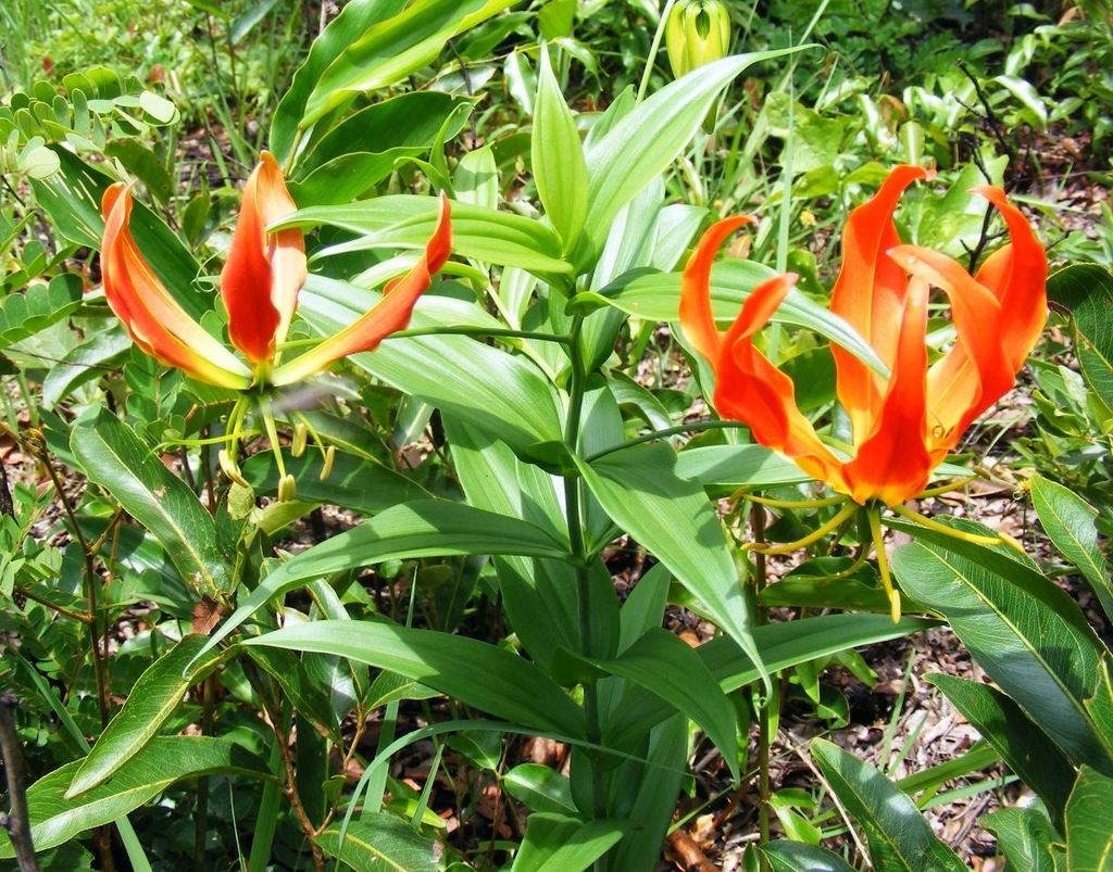 Gloriosa superba