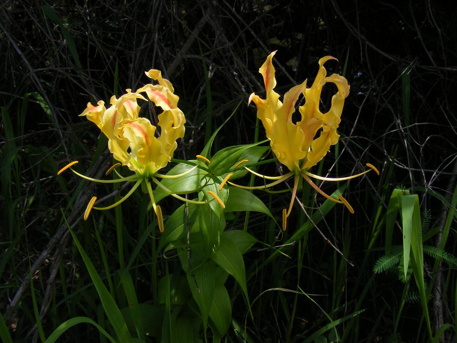 Gloriosa superba Gloriosa superba