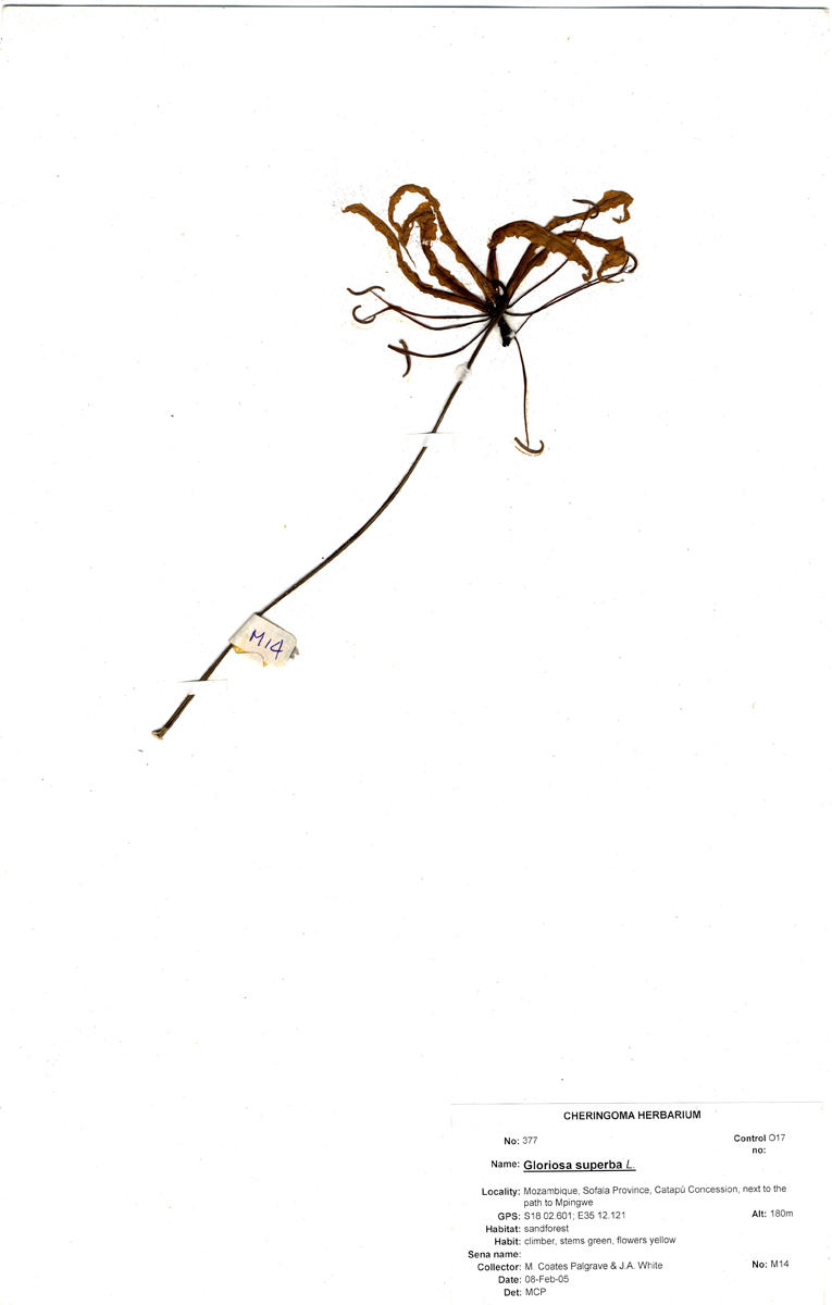 Gloriosa superba Gloriosa superba