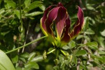 Gloriosa superba