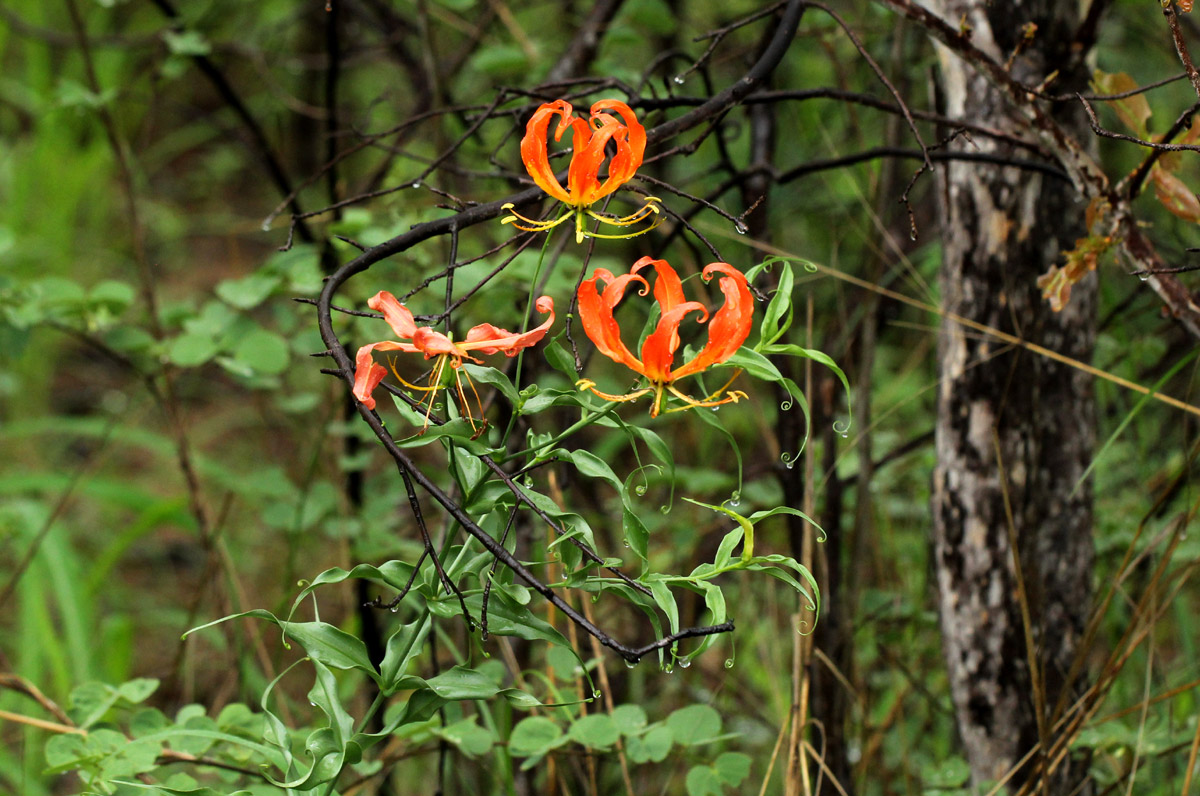 Gloriosa superba