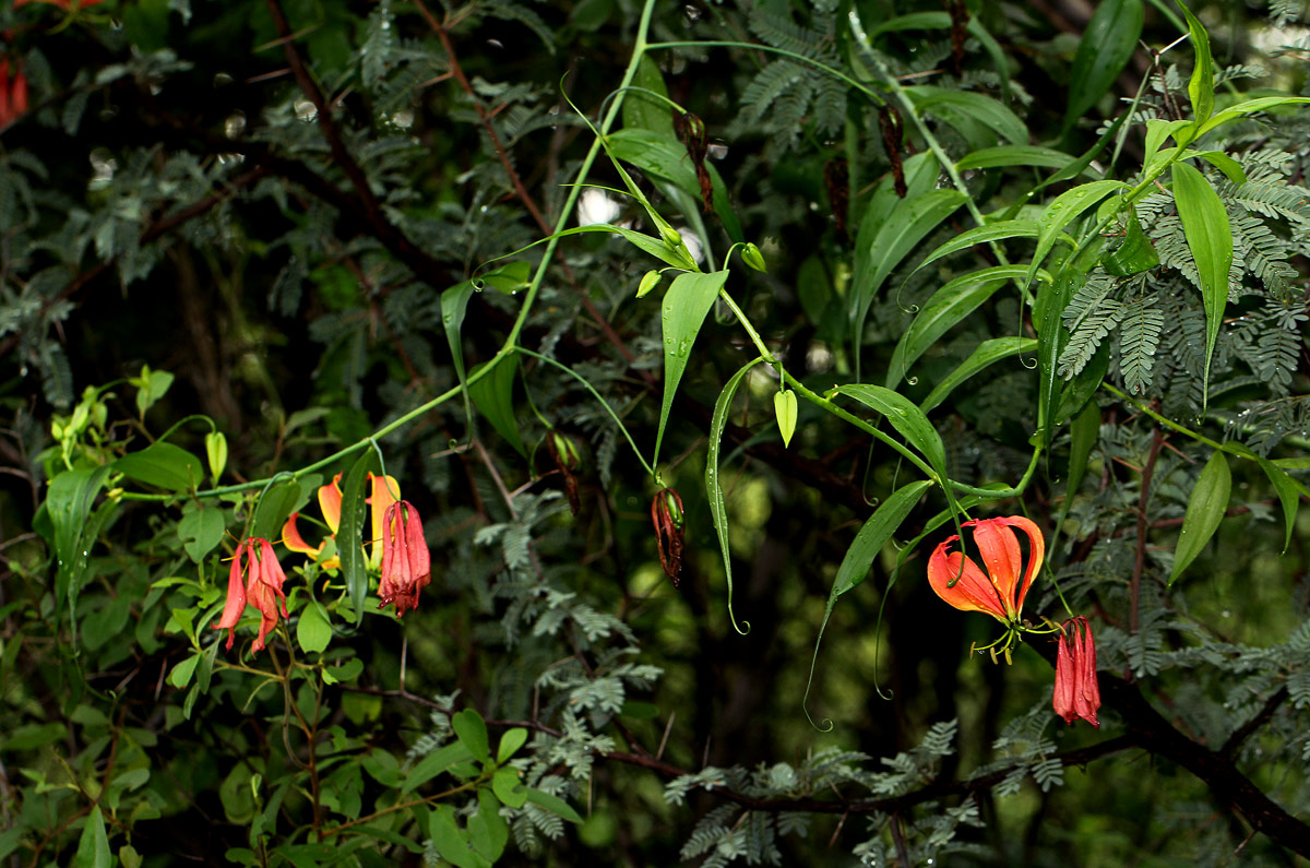 Gloriosa superba
