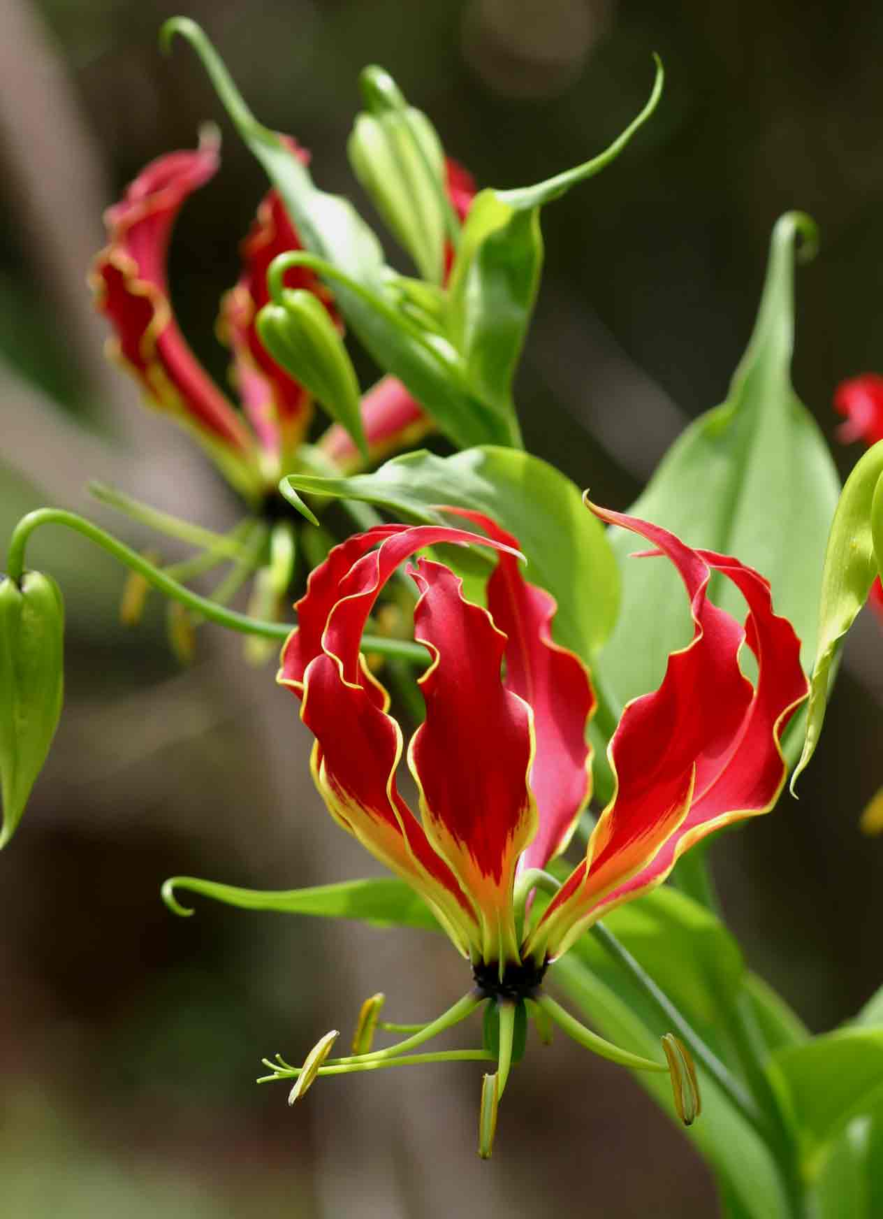 Gloriosa superba