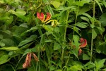 Gloriosa superba