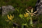 Gloriosa superba