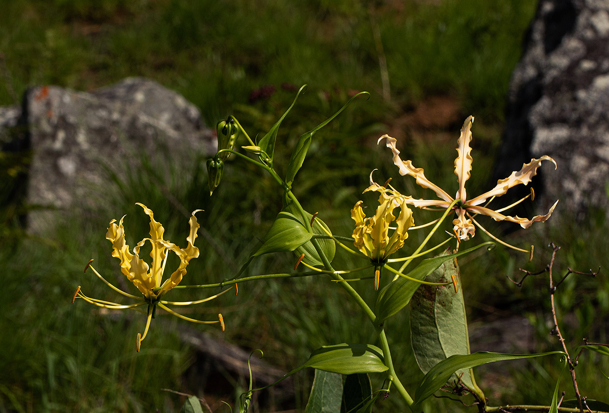 Gloriosa superba