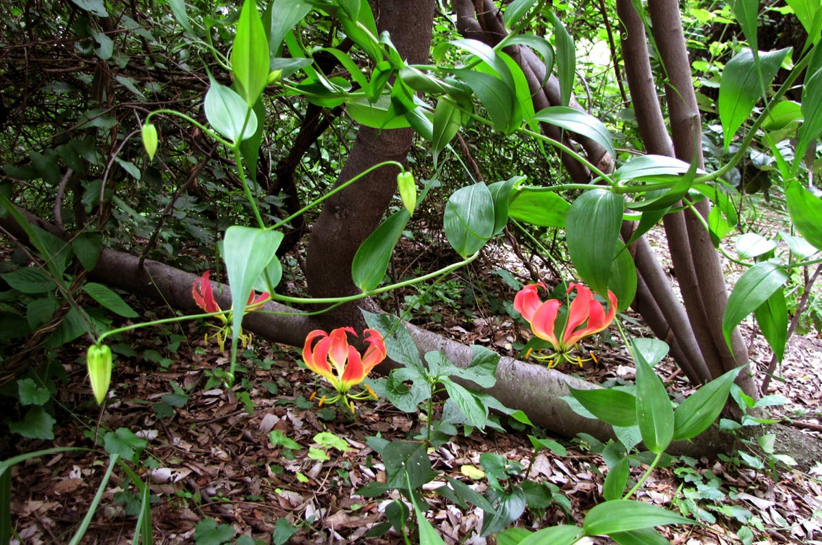 Gloriosa superba