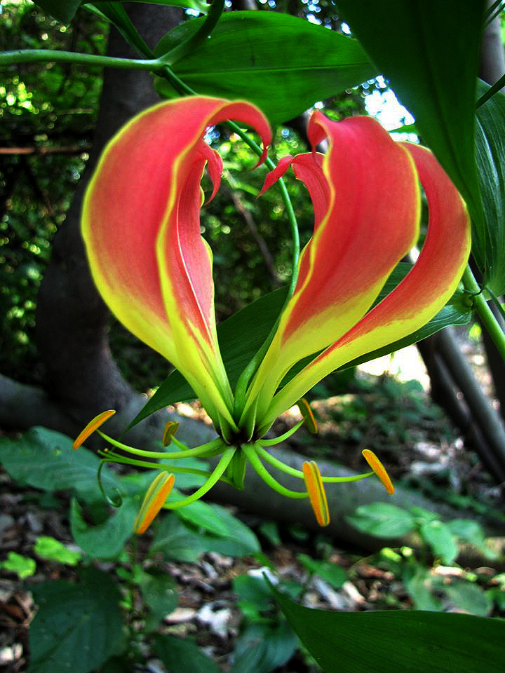Gloriosa superba