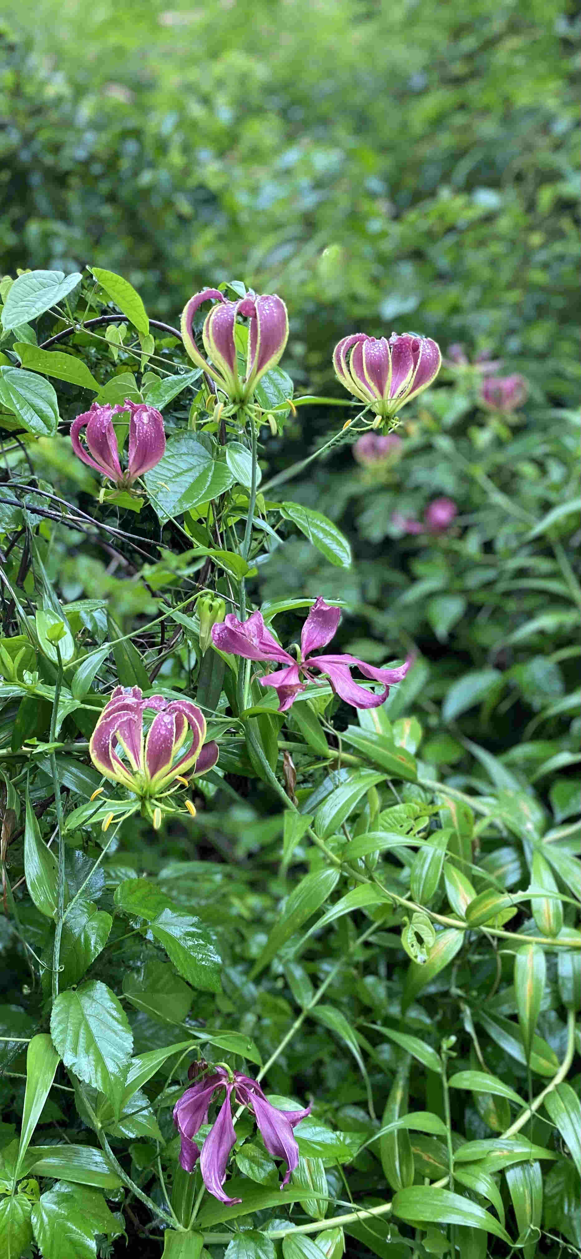 Gloriosa superba