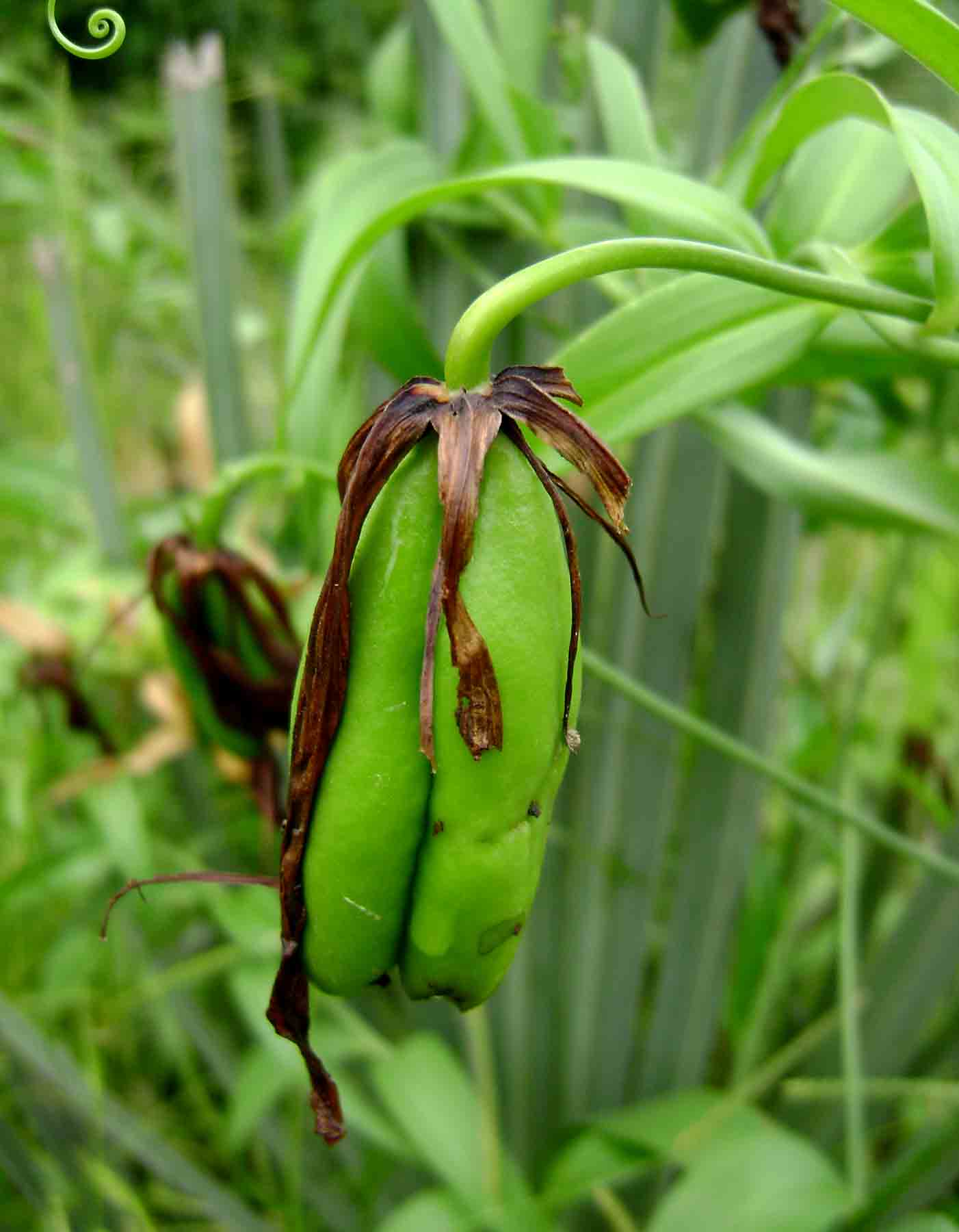 Gloriosa superba Gloriosa superba