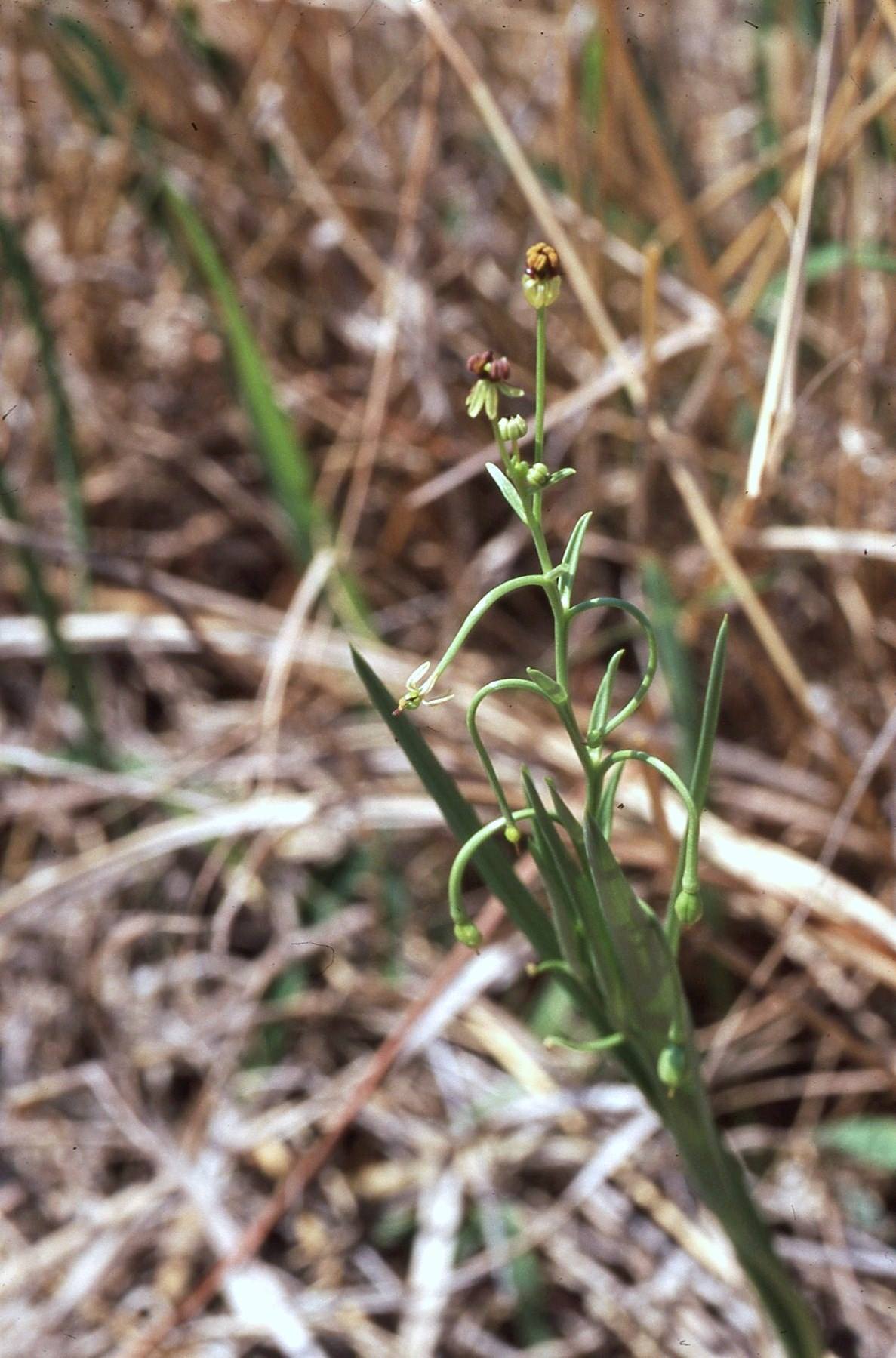 Camptorrhiza strumosa