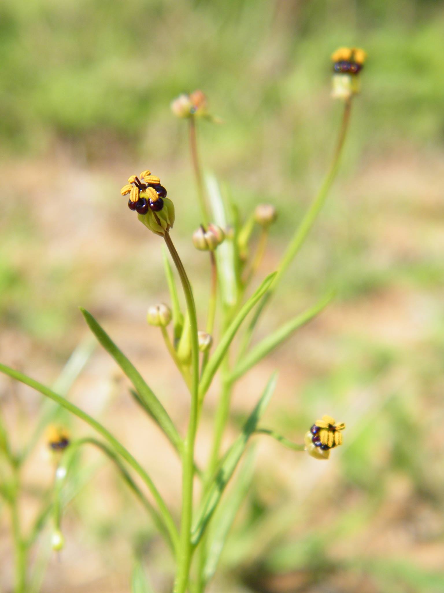 Camptorrhiza strumosa