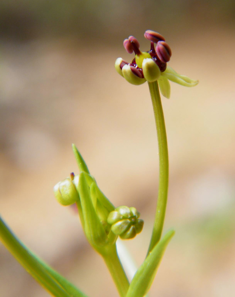 Camptorrhiza strumosa