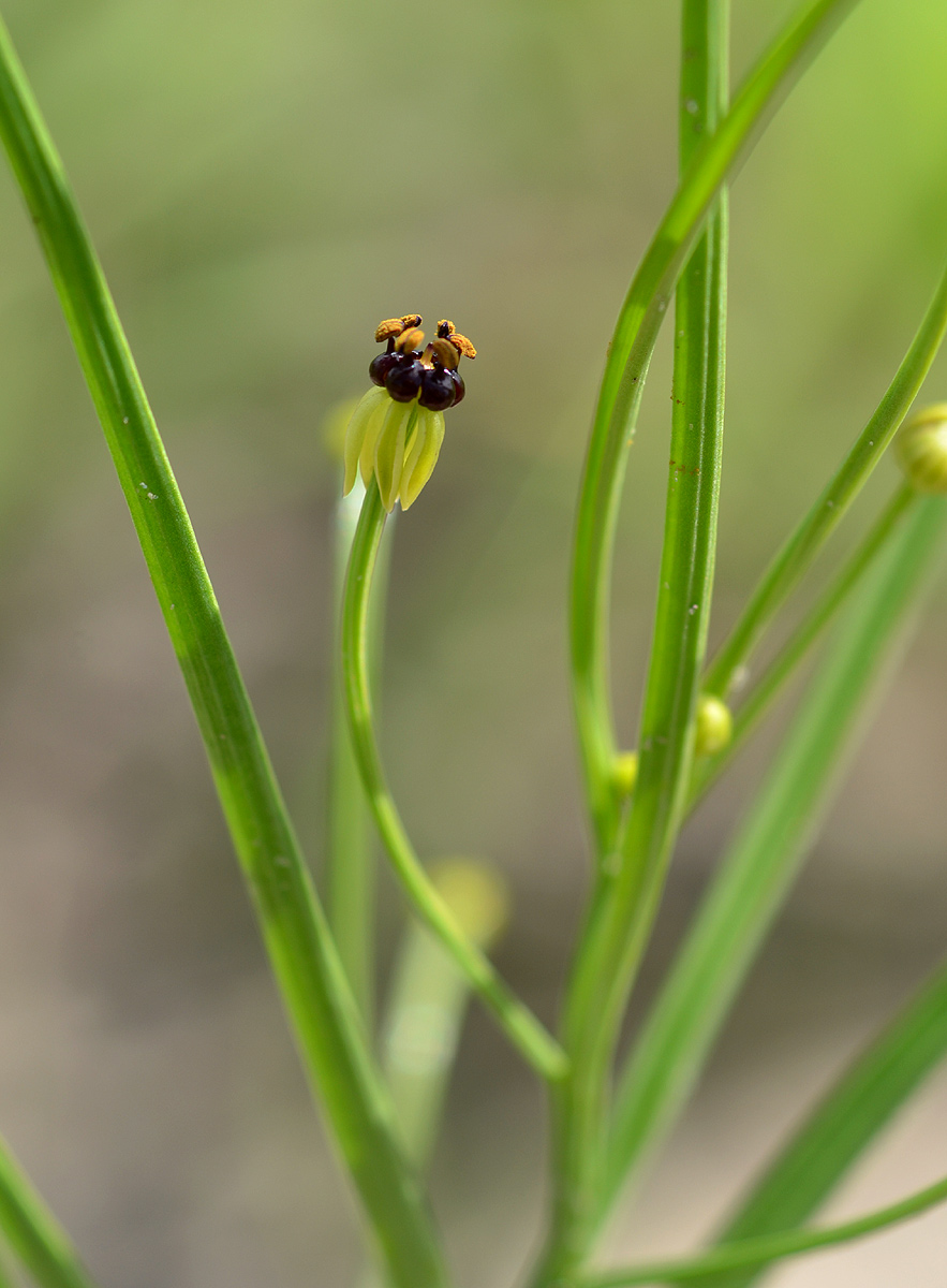 Camptorrhiza strumosa Camptorrhiza strumosa