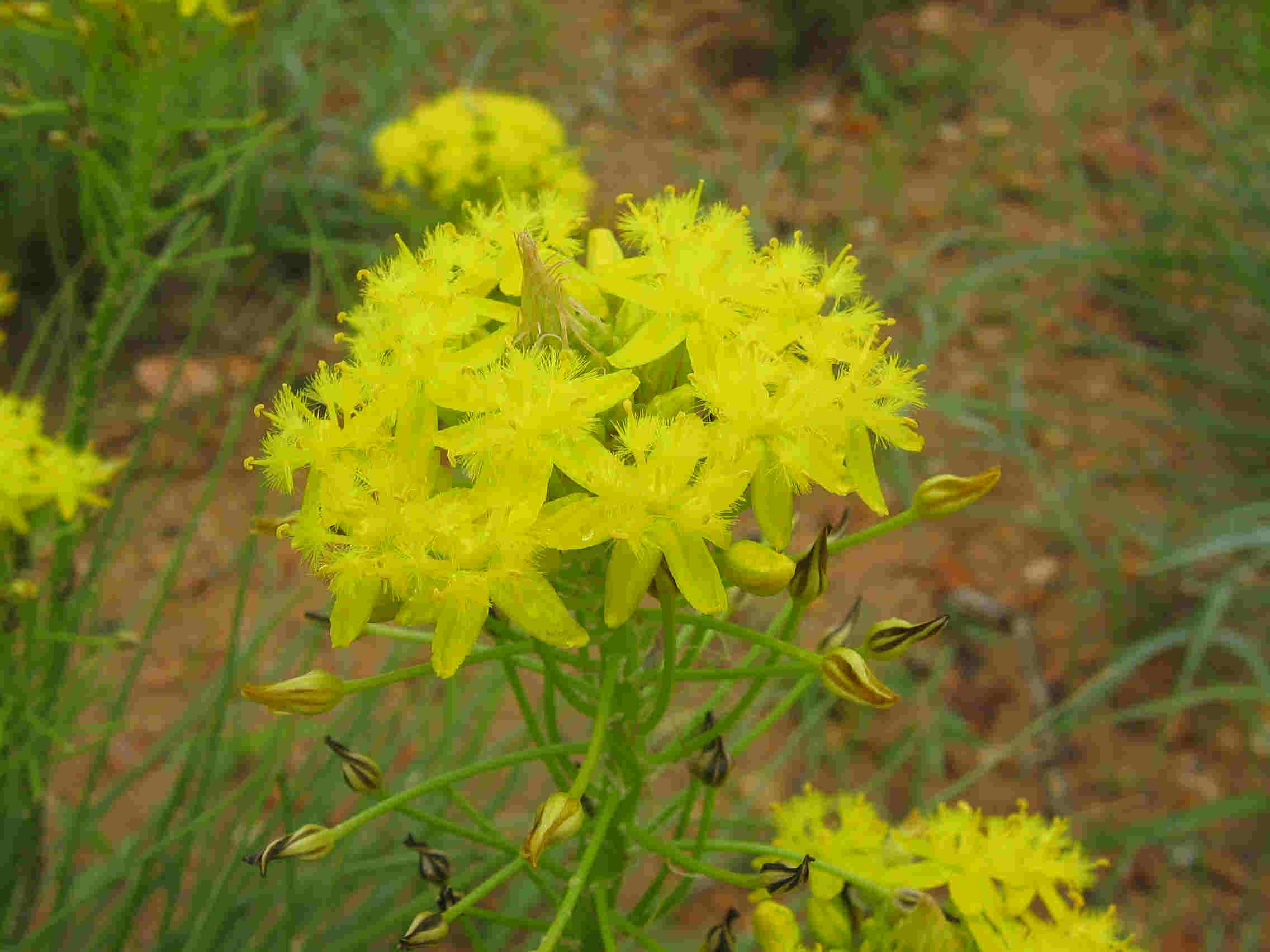 Bulbine capitata