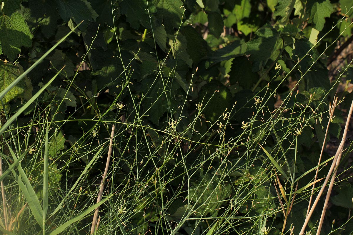 Trachyandra arvensis