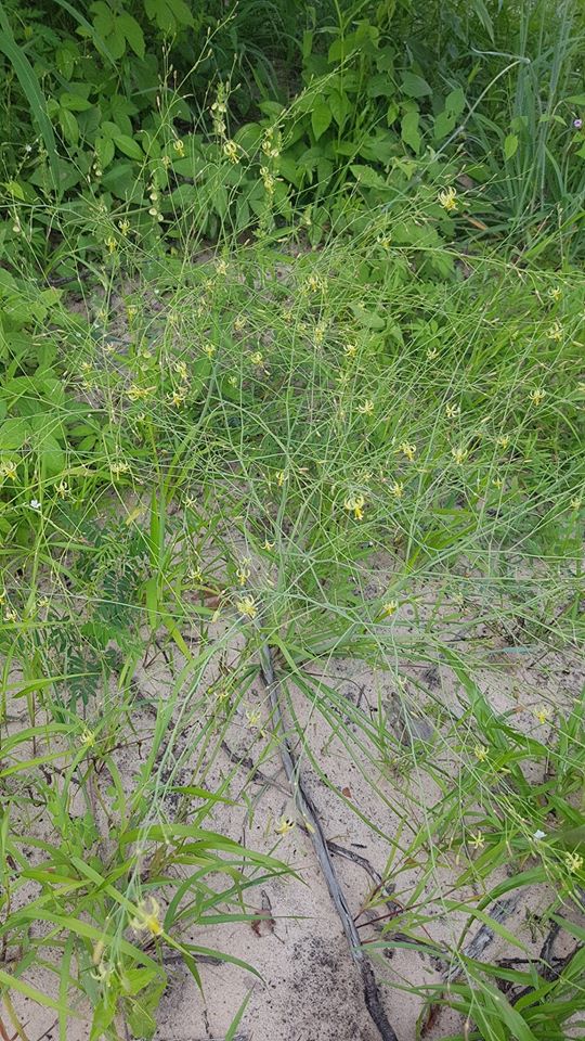 Trachyandra arvensis