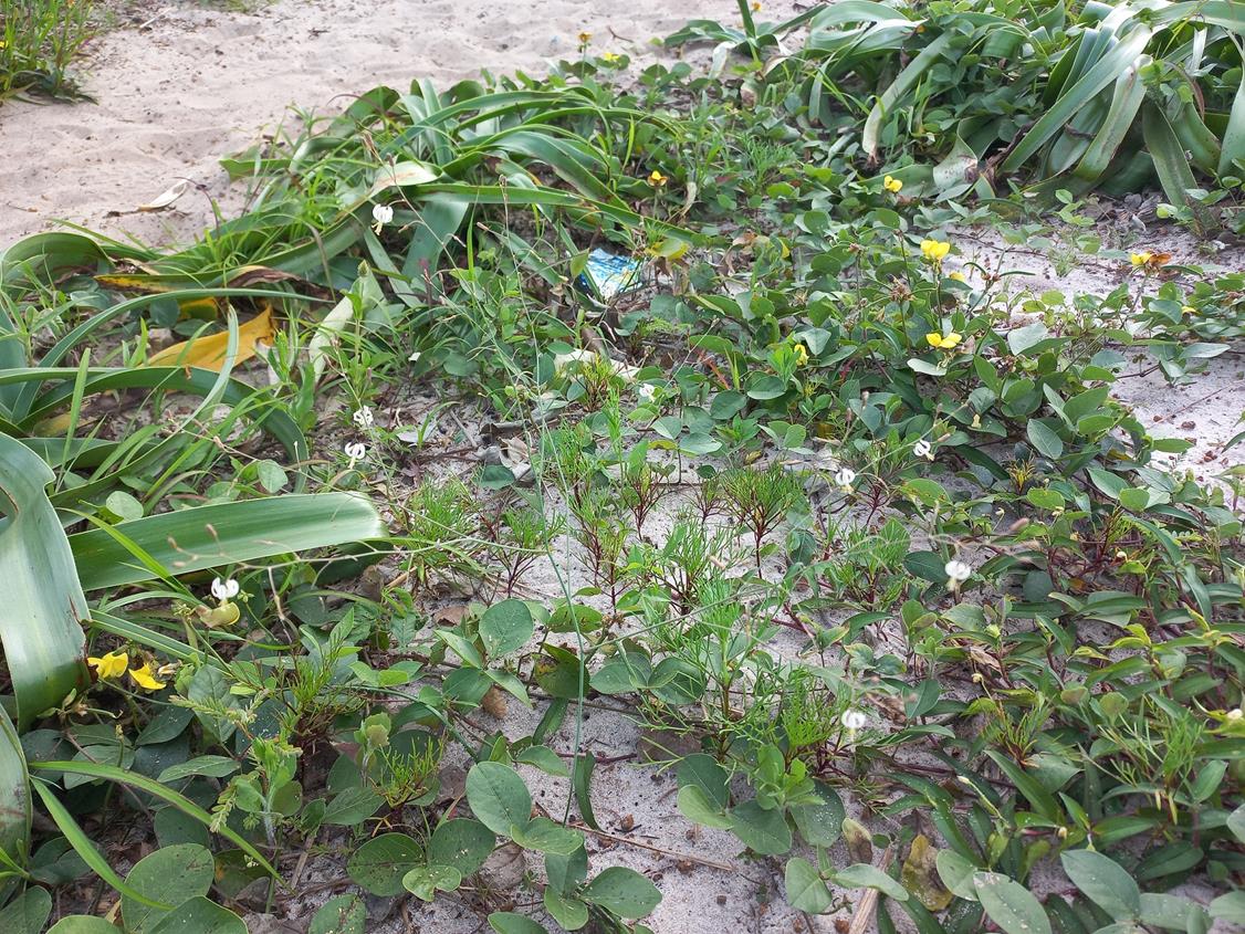 Trachyandra arvensis