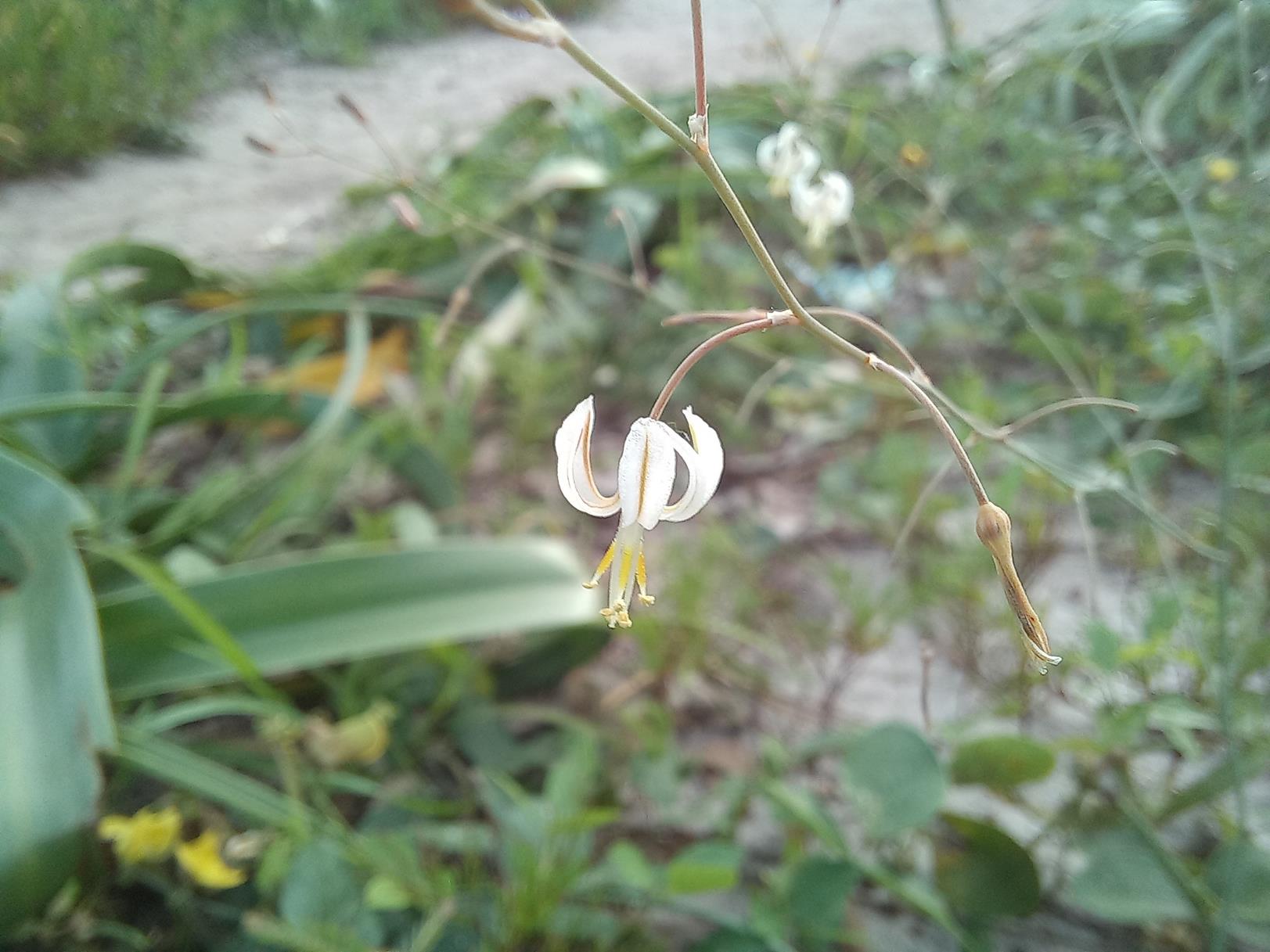 Trachyandra arvensis