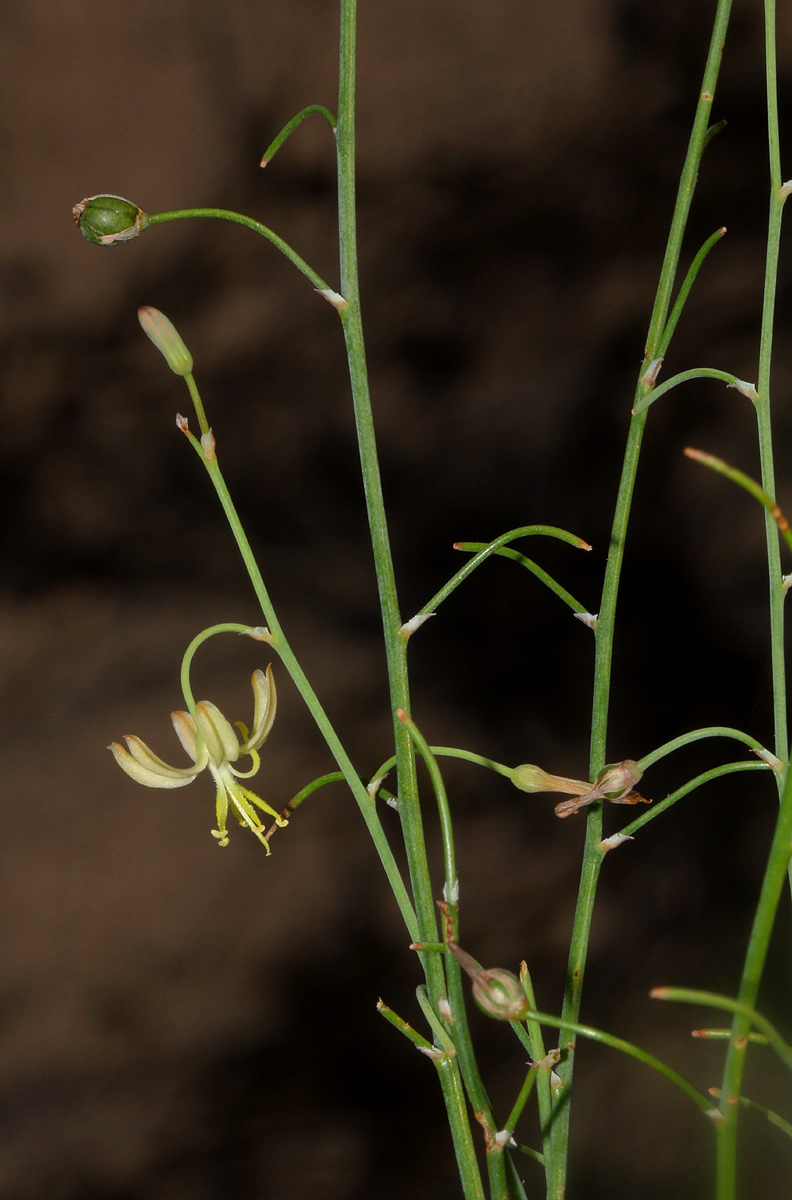 Trachyandra arvensis Trachyandra arvensis