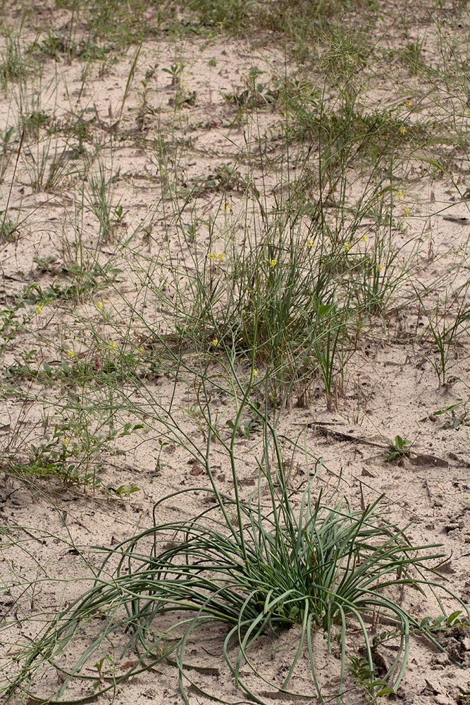 Trachyandra arvensis Trachyandra arvensis