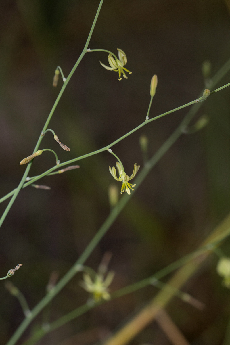 Trachyandra arvensis