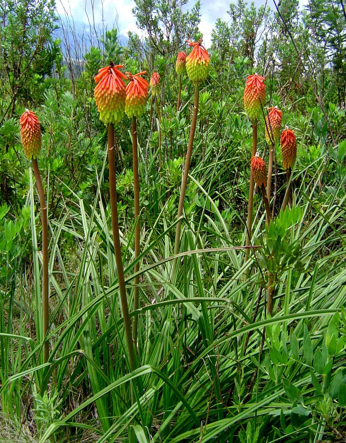 Kniphofia linearifolia Kniphofia linearifolia