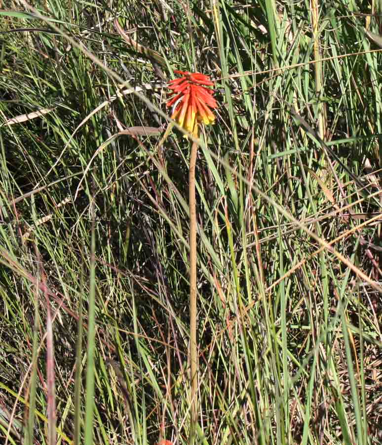Kniphofia linearifolia Kniphofia linearifolia