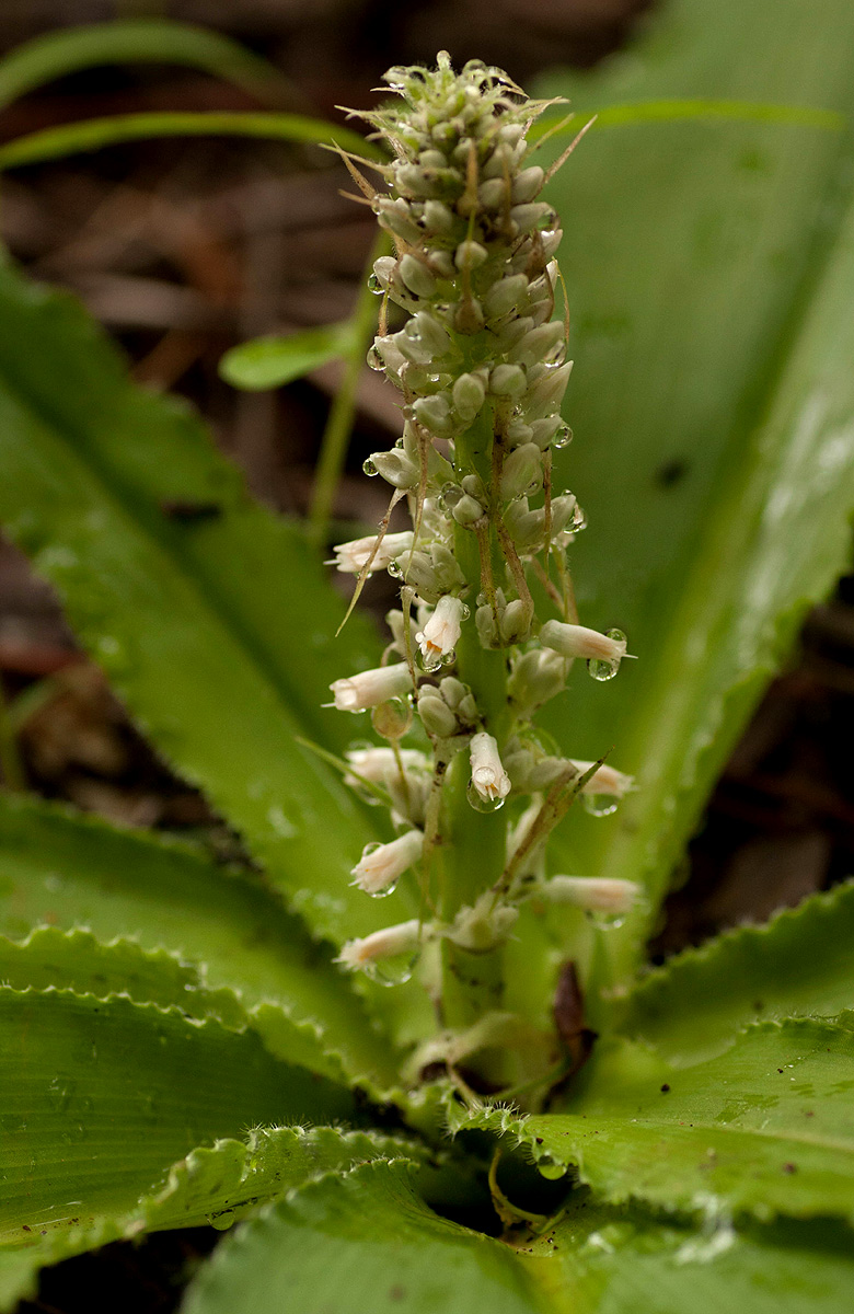 Chlorophytum brachystachyum